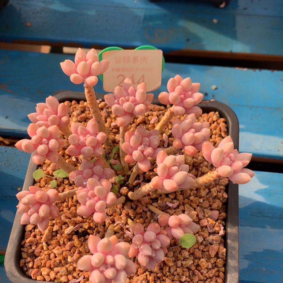 星黛露老桩开播福利244