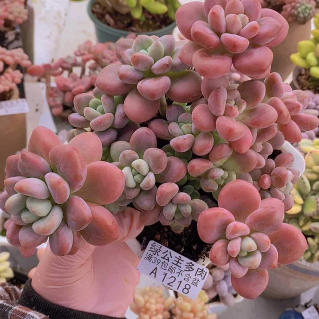 樱花洛神14cm1218多肉植物