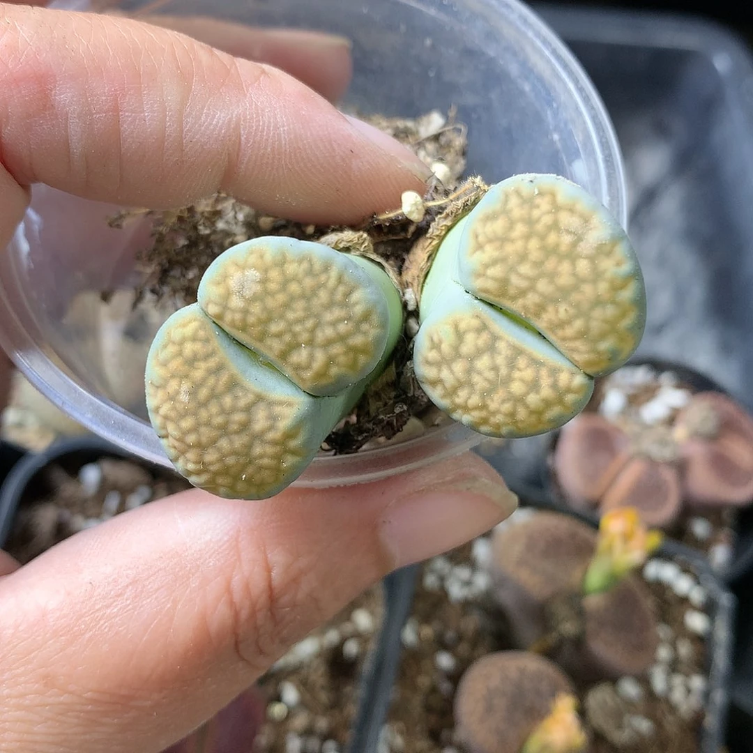 M254多肉植物保护研究所
