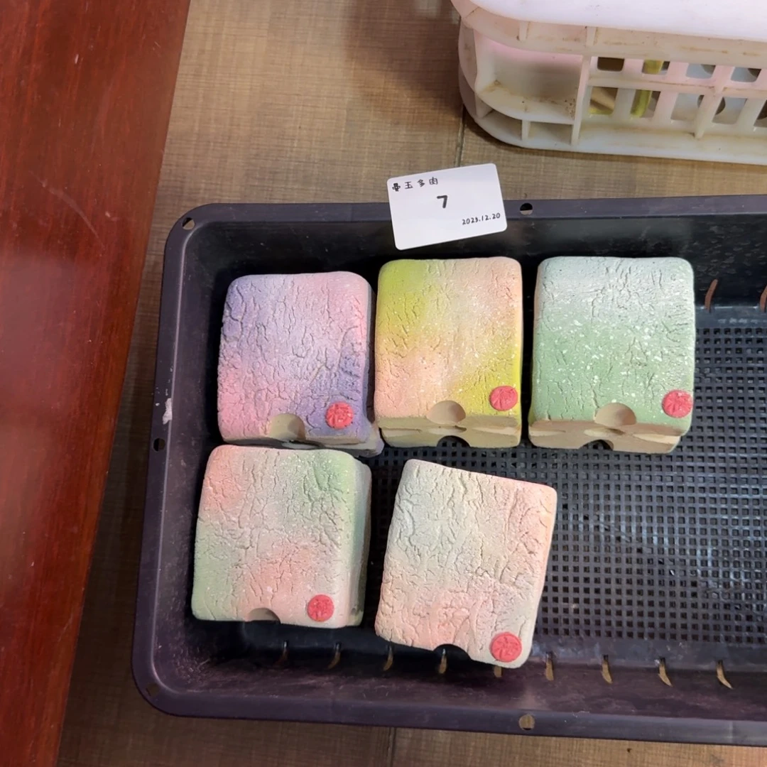 丁***加多肉多肉多肉12.20-007