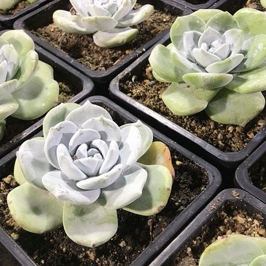 雪山拇指仙女棒杯