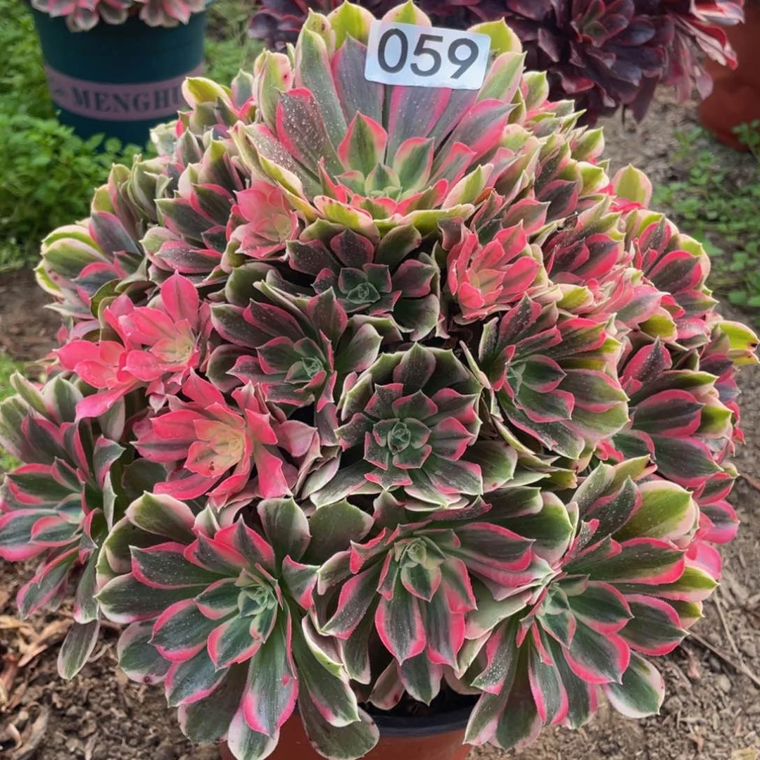 059男神精品法师老桩