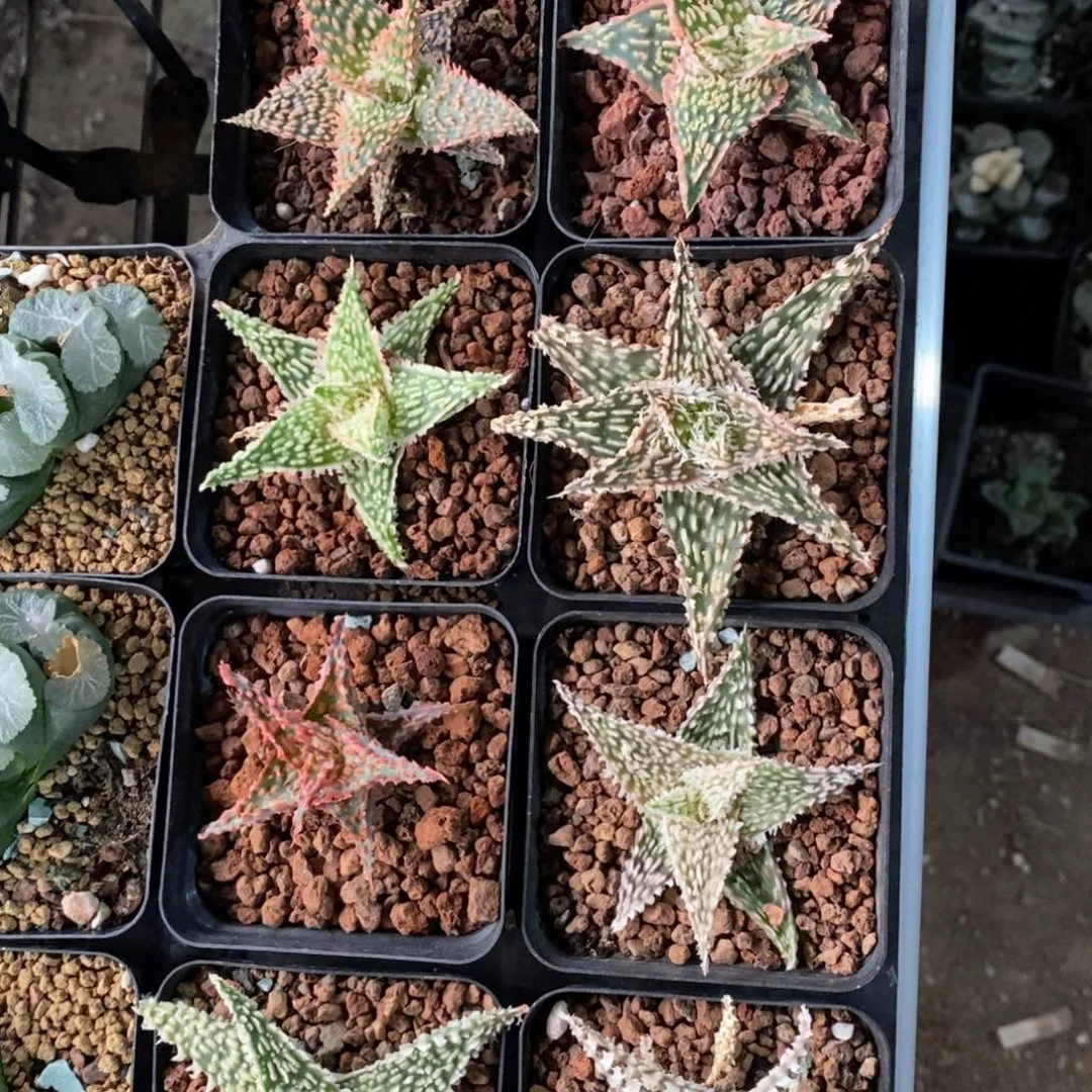 一颗超大圣诞芦荟 新年福利