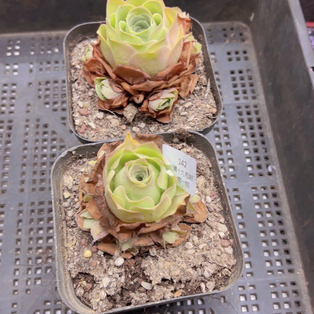 142 侧牙掉了不包损无售后