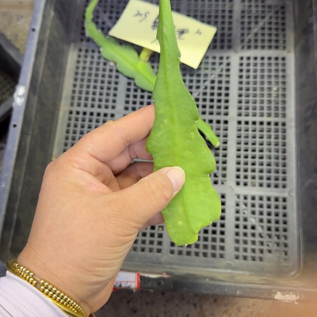 256令箭暴风雪无根侧牙10公分左右