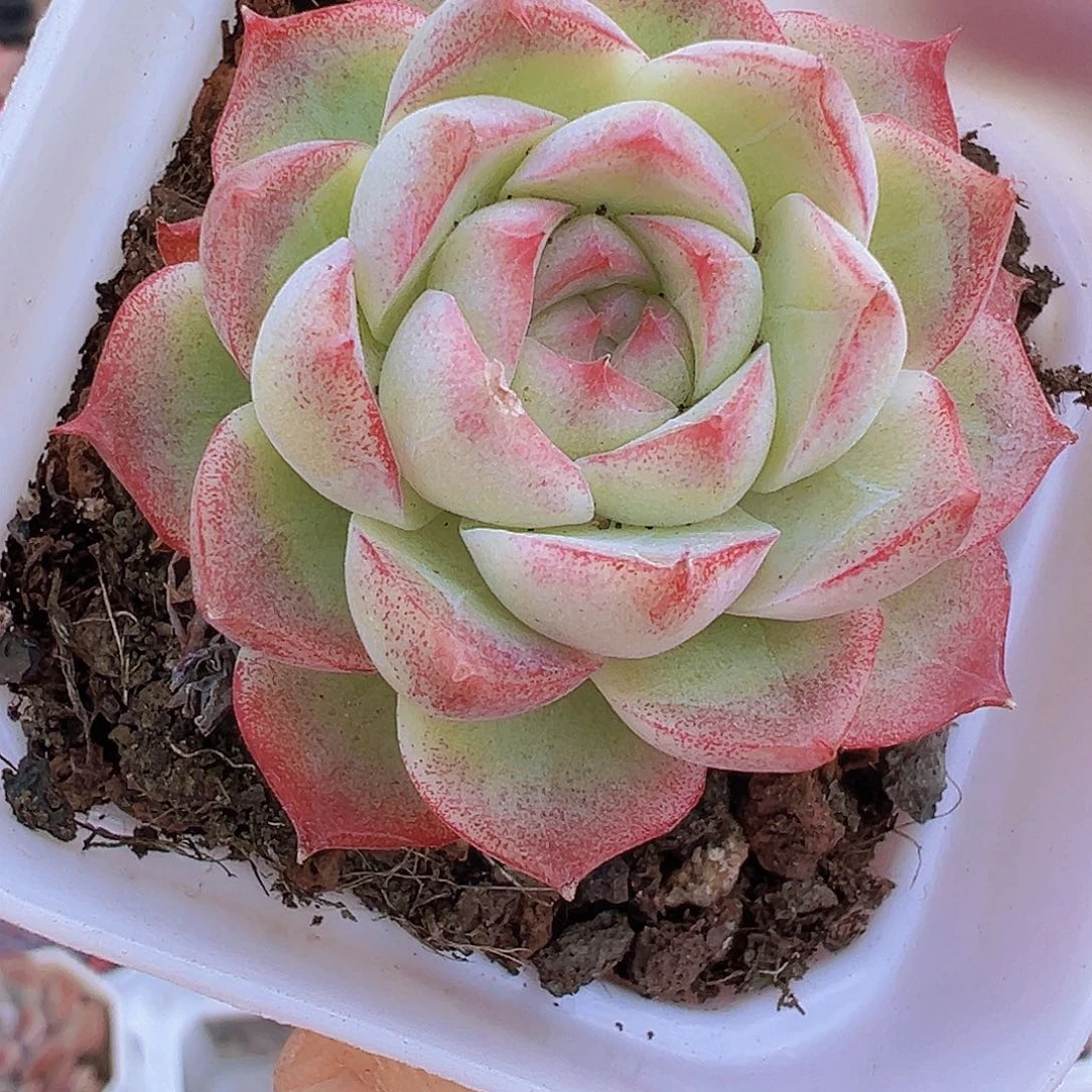 玫瑰仙子19包邮多肉