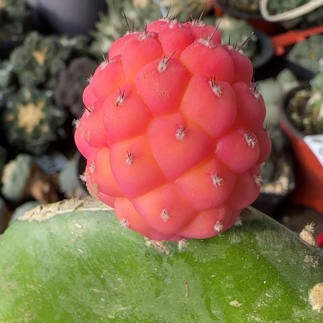 【闪购商品】习志野锦福利