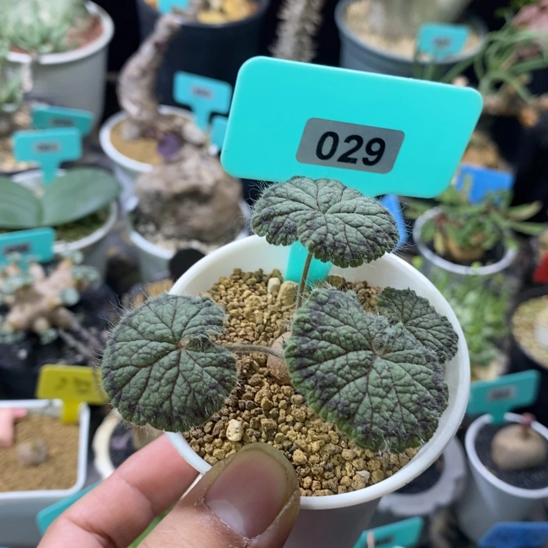 圆叶杨奎多肉植物