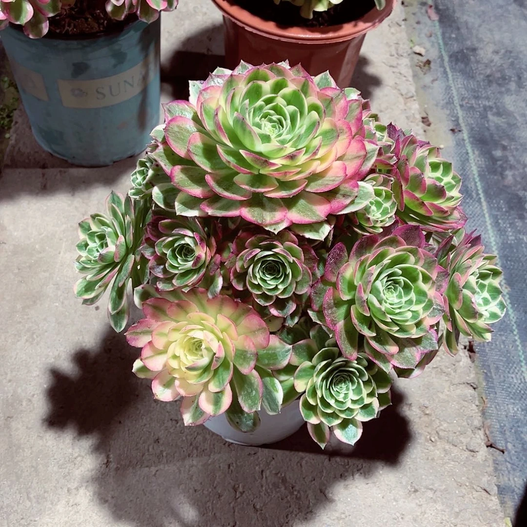 法师多肉漂亮漂亮