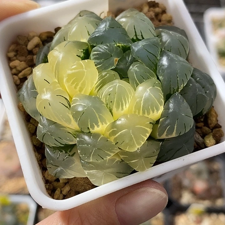 88实生湖水玉露锦一物一拍