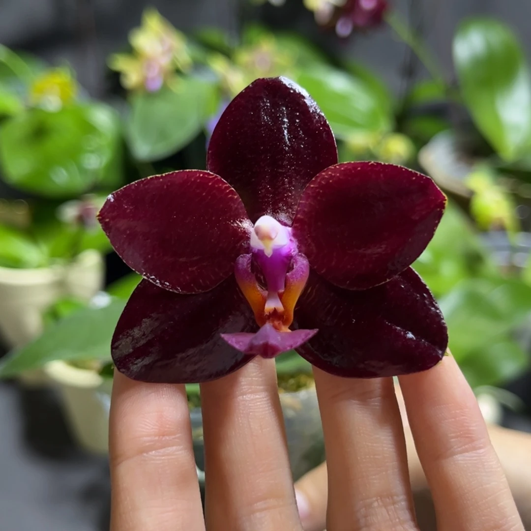 完全开放2.5寸弥陀太阳王开花株