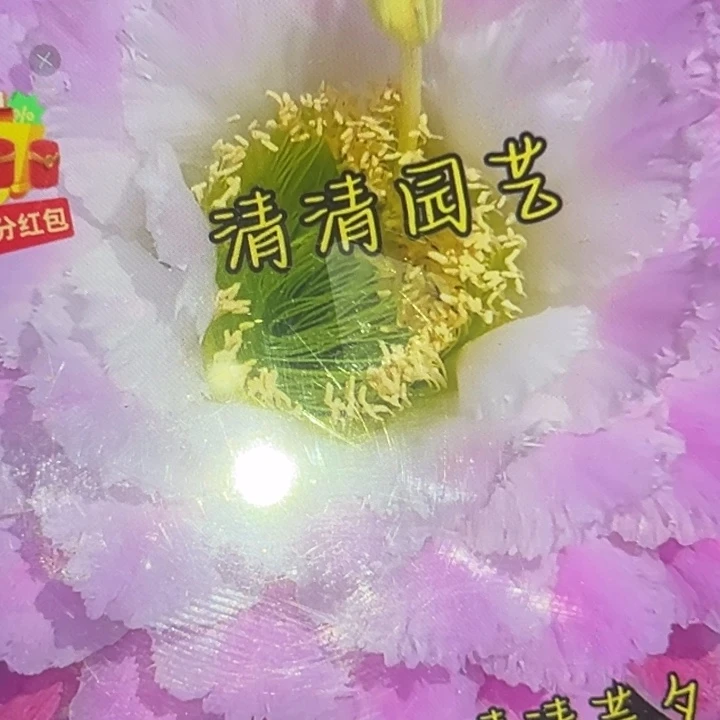 清清芸夕根有礼品瑕疵有黑点