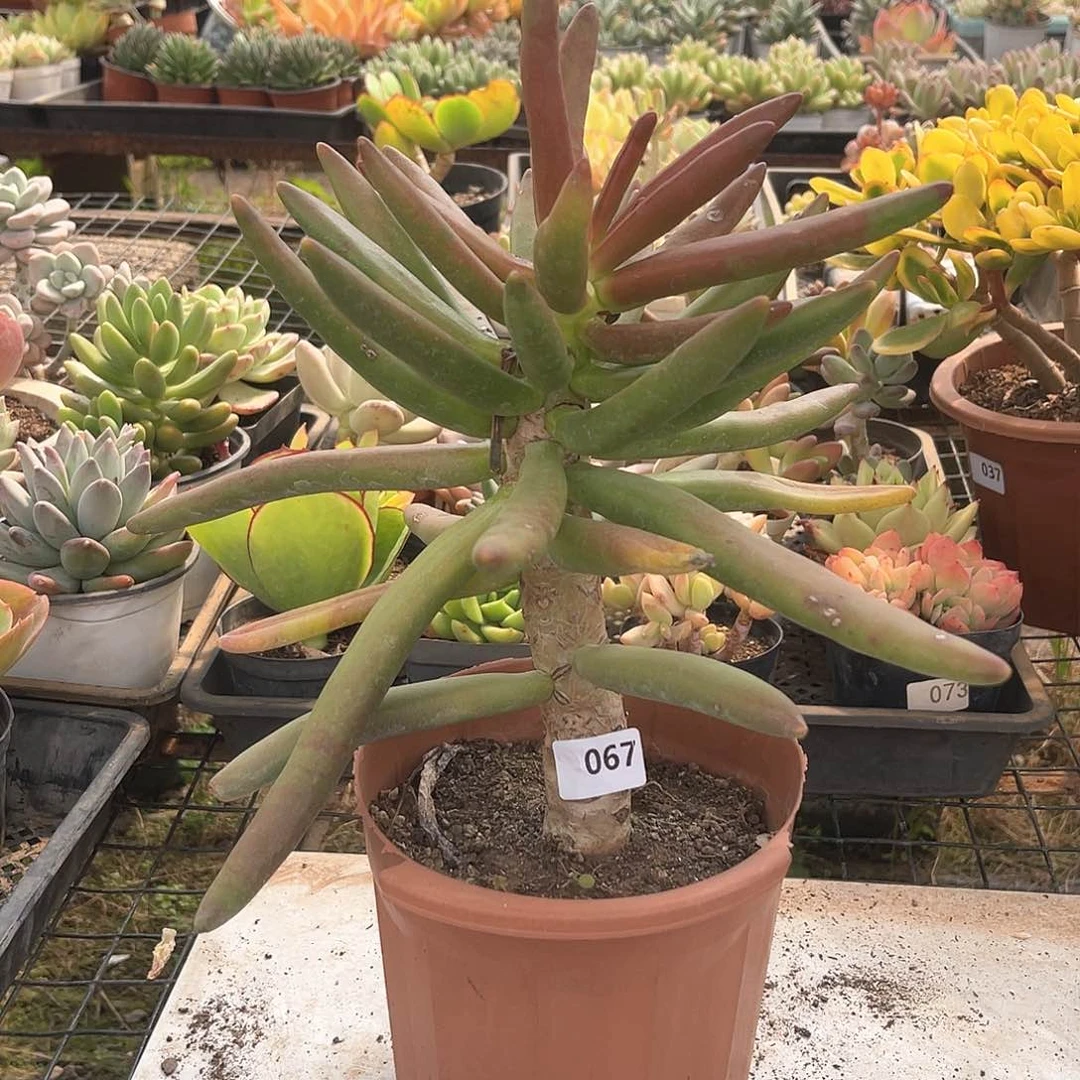 椰子树。  067。 1111111111