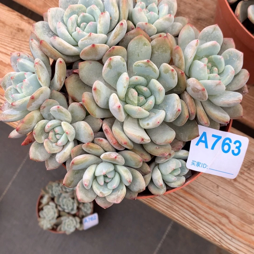 行***。A763售后范围:签收起7天内,录开箱视频
