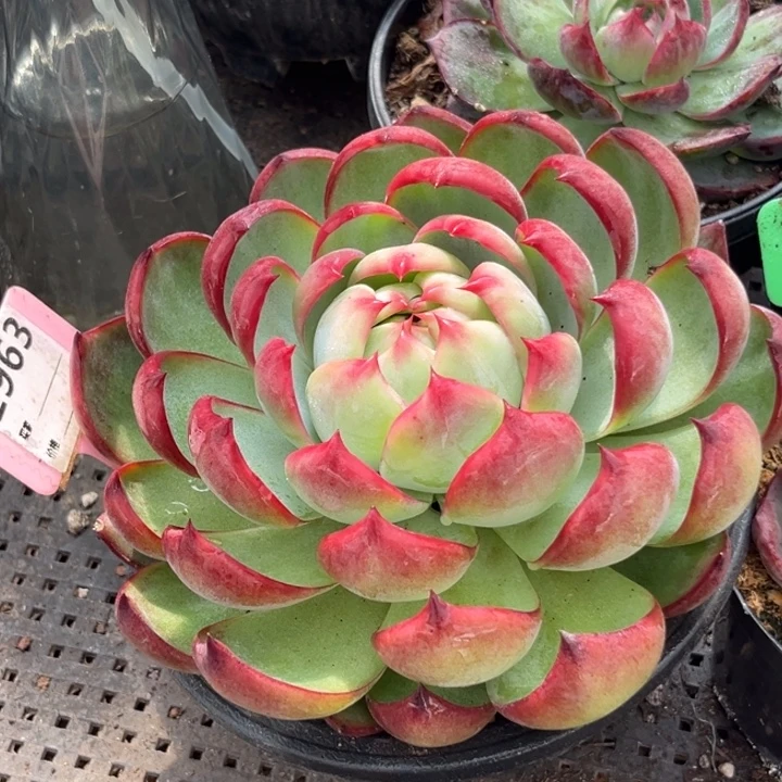 惊鸿一物一拍包装收缩花旱963