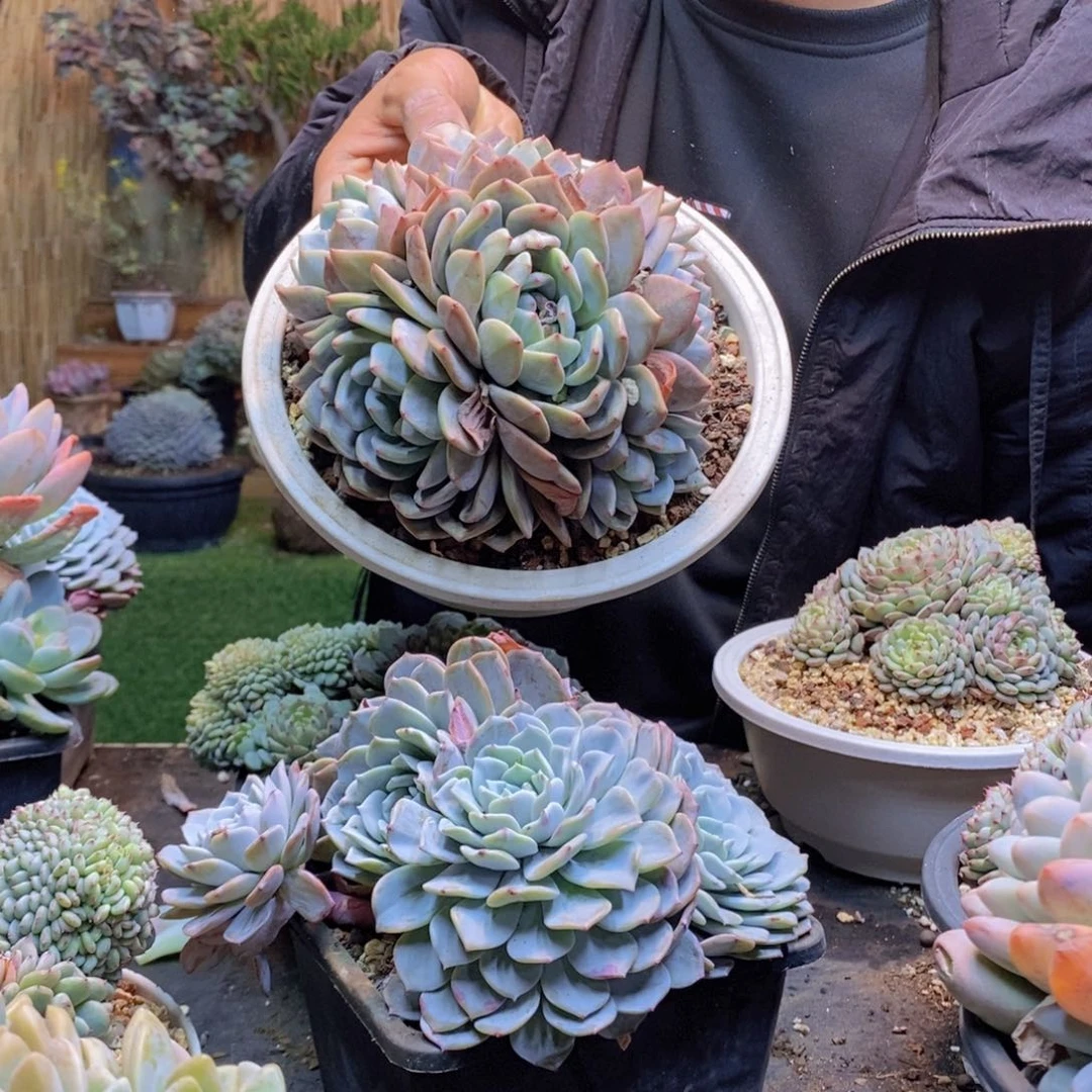 战****拒93号橙梦露群多肉