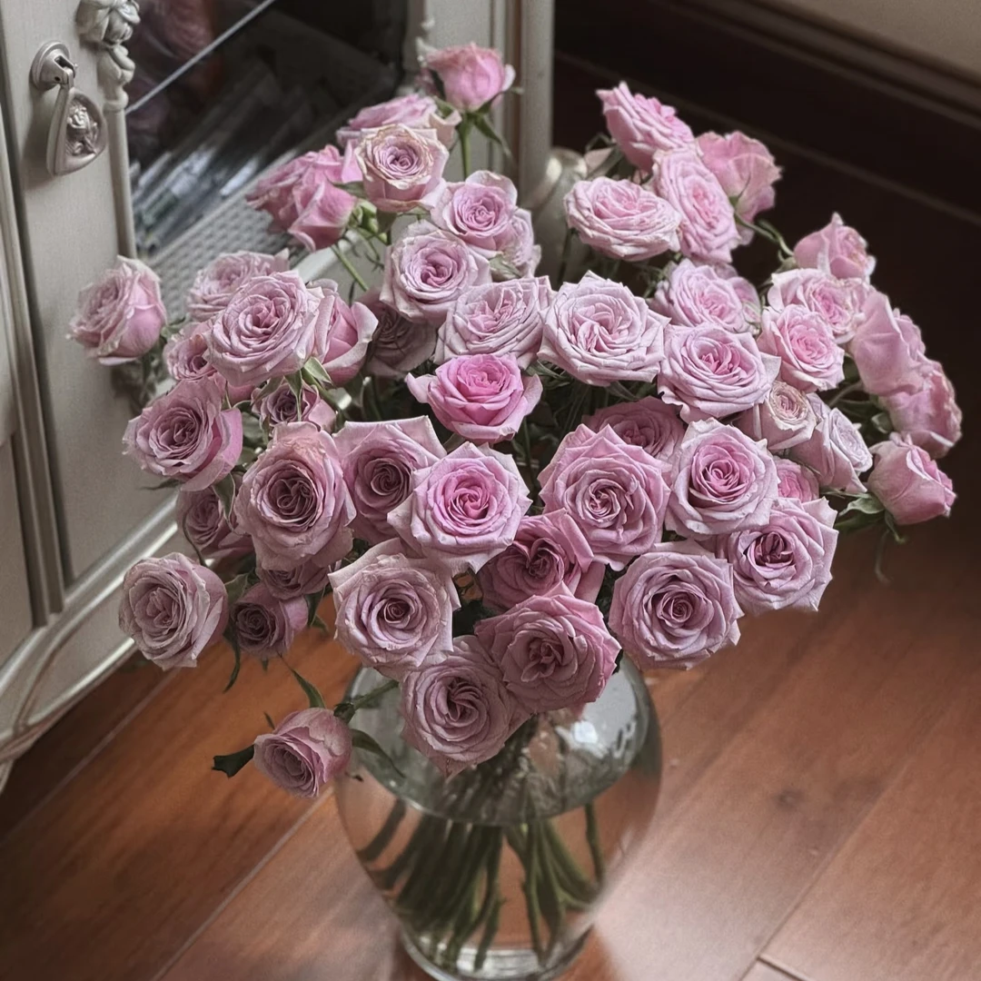 【多头莱拉】紫色多头玫瑰 收到需醒花 云南鲜花批发基地