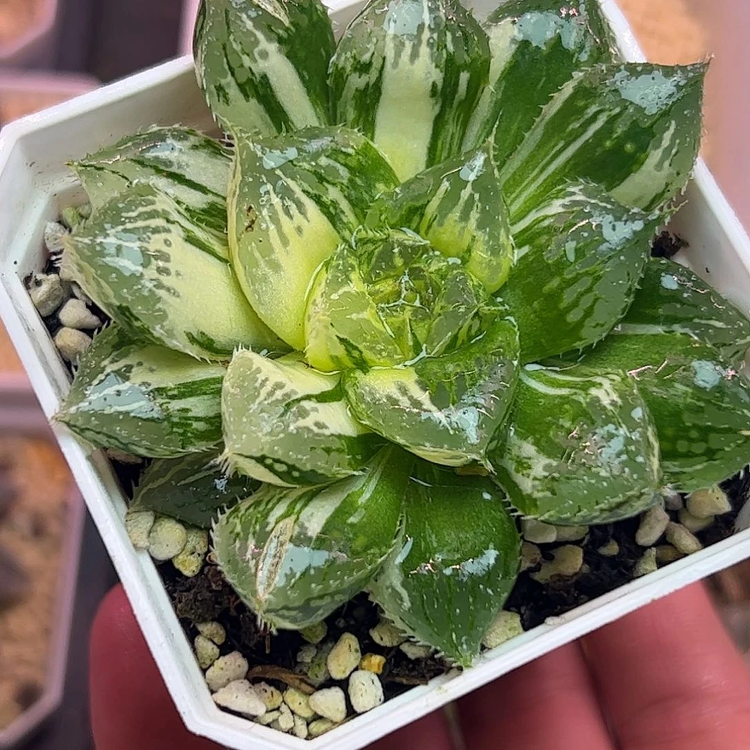 宝莲灯母本锦七公分十二卷