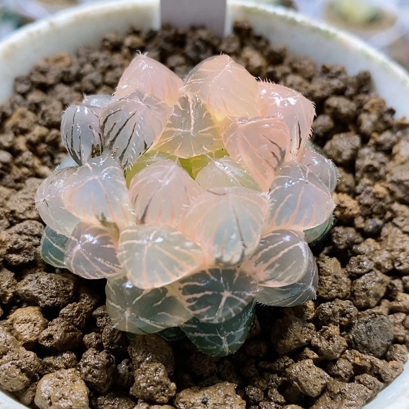 【闪购商品】49糊斑蓝镜