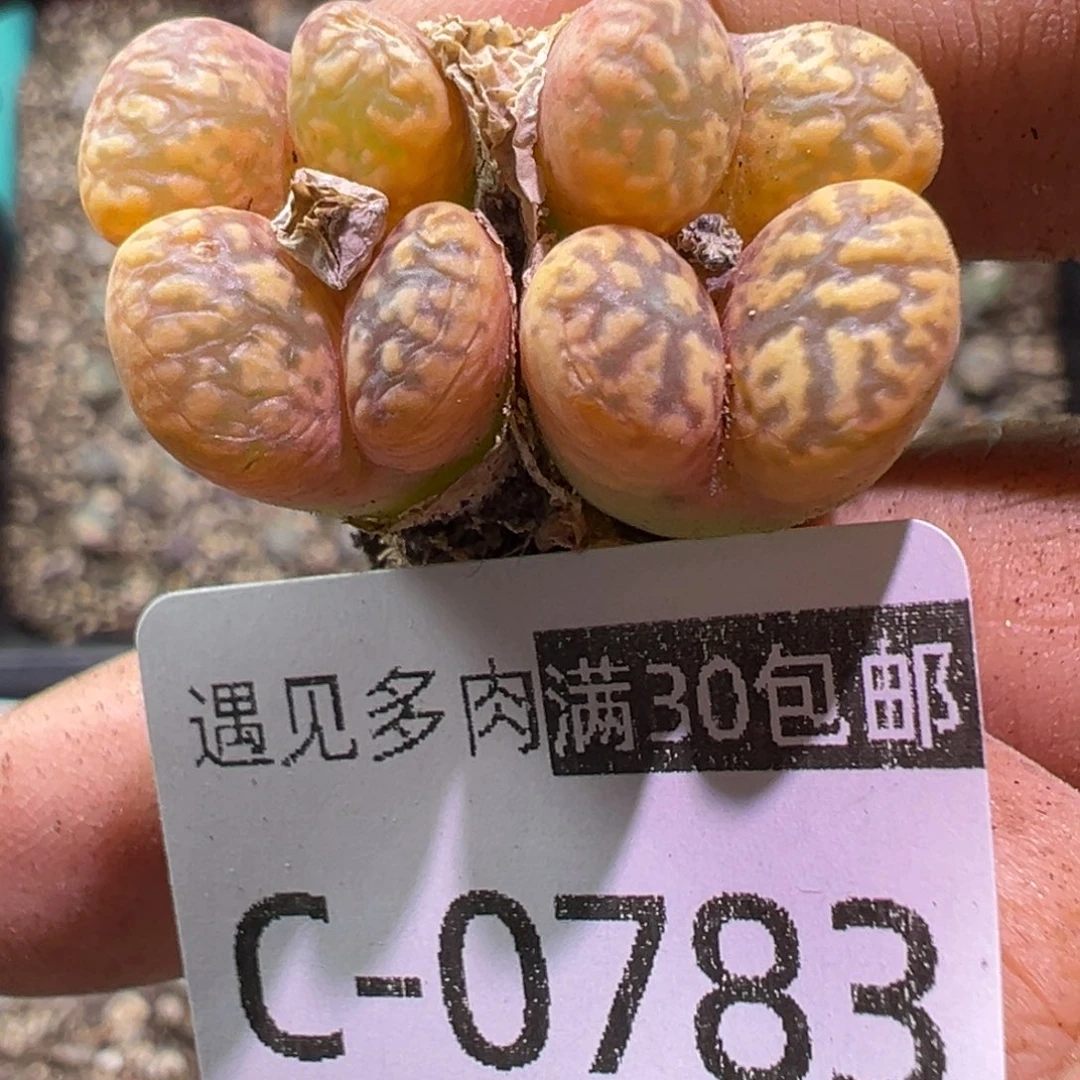 多肉植物11111111111