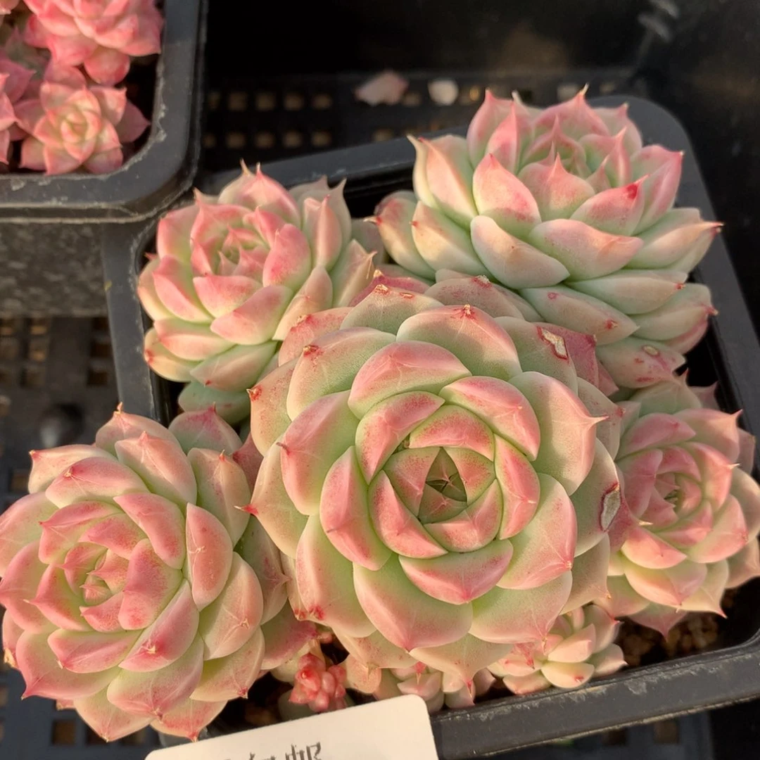 0130-26 女王自然群