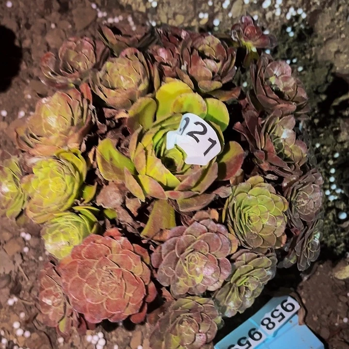 921花月夜多肉植物