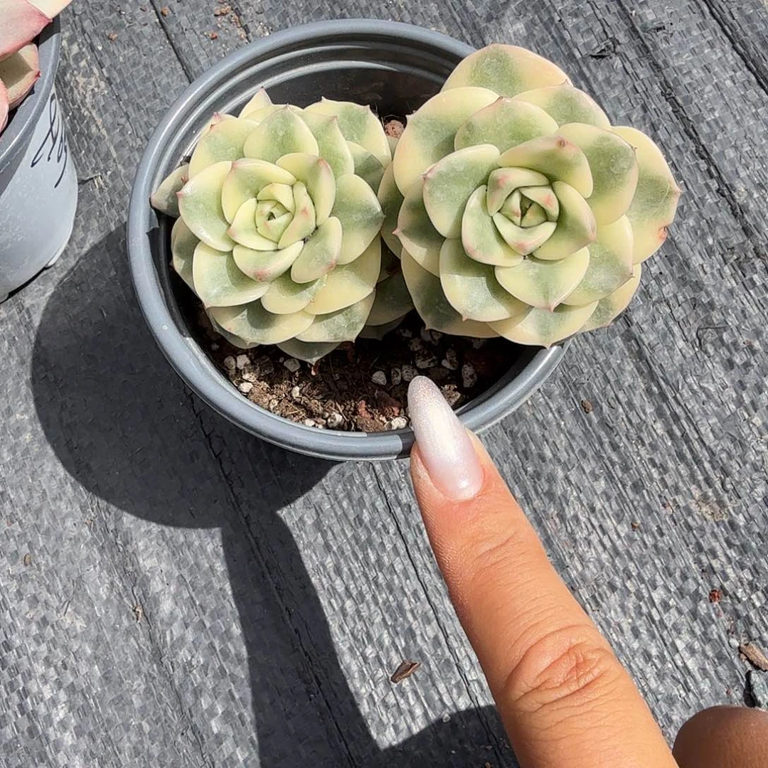 静***静辣牡丹锦多肉植物