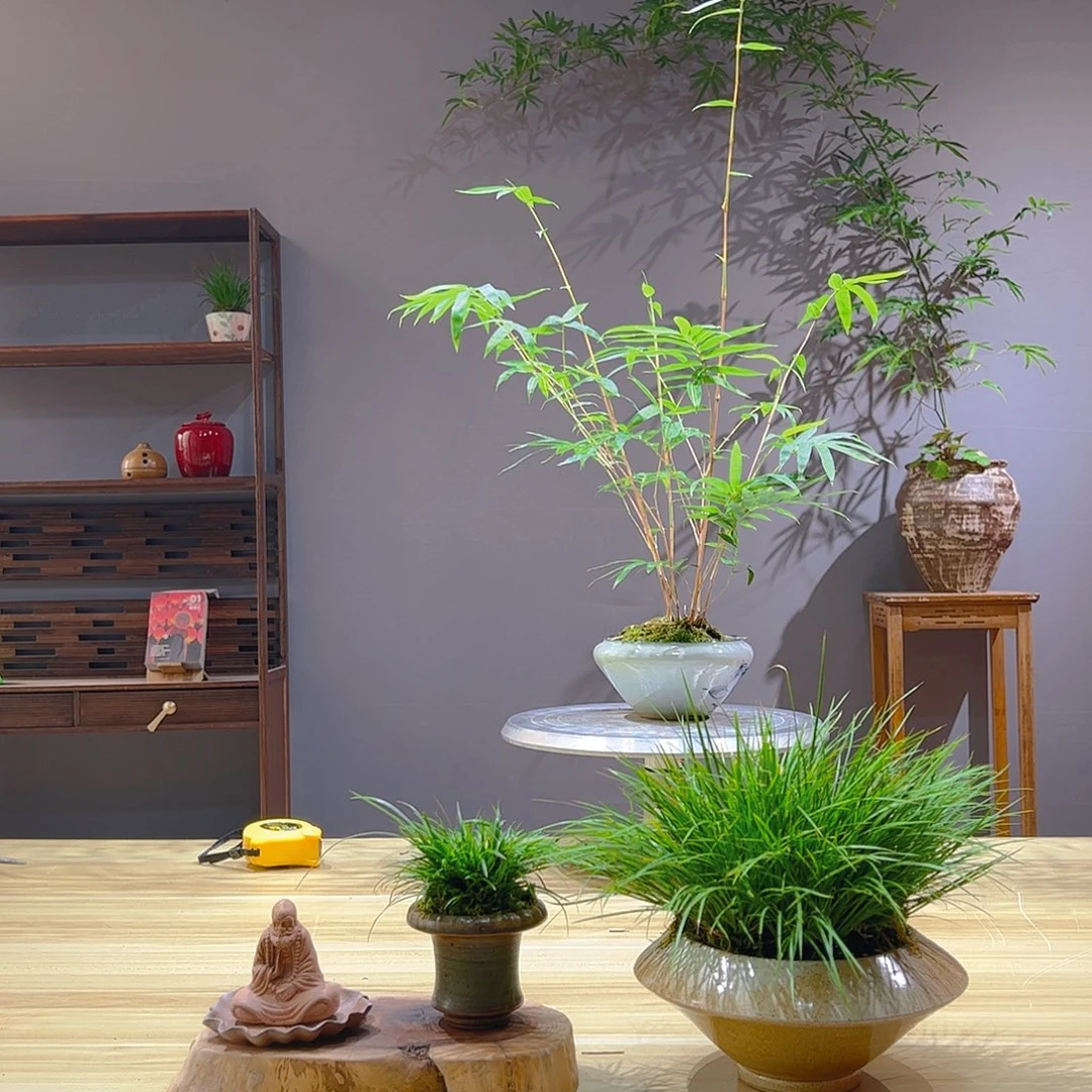 冷***桐无花朵老桩精品竹盆景作品