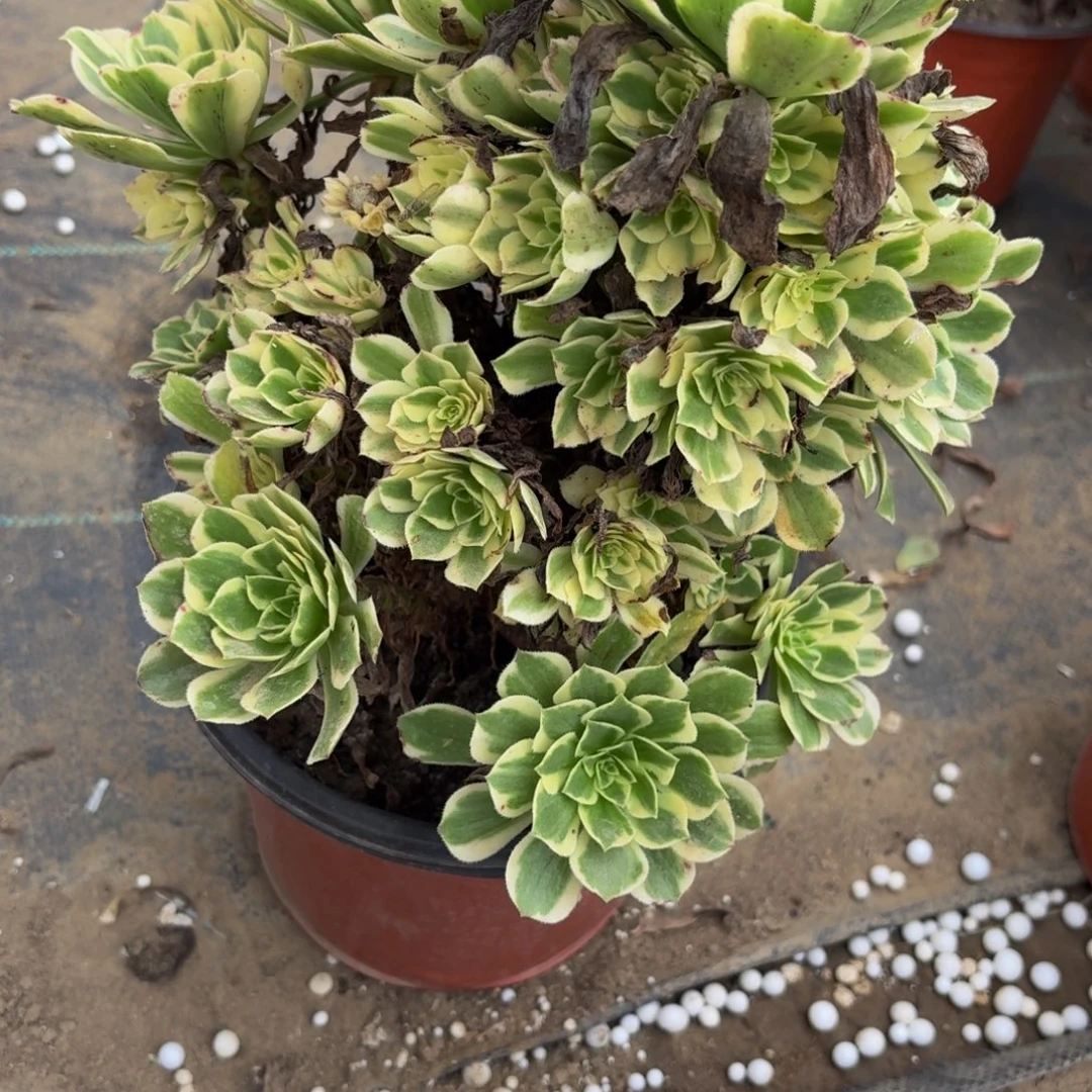486多肉植物捧花的时候