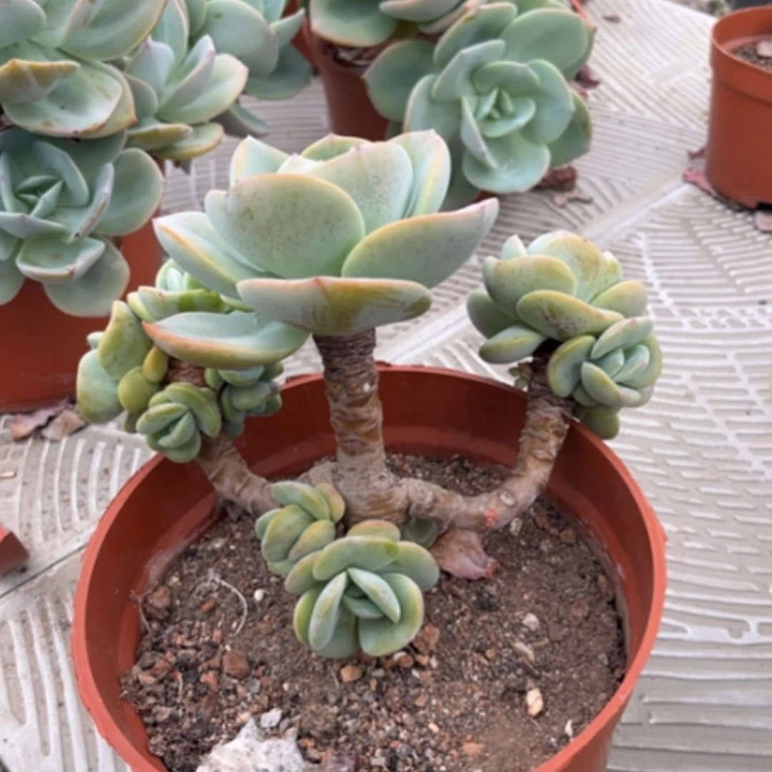 【闪购商品】无花朵啦***5