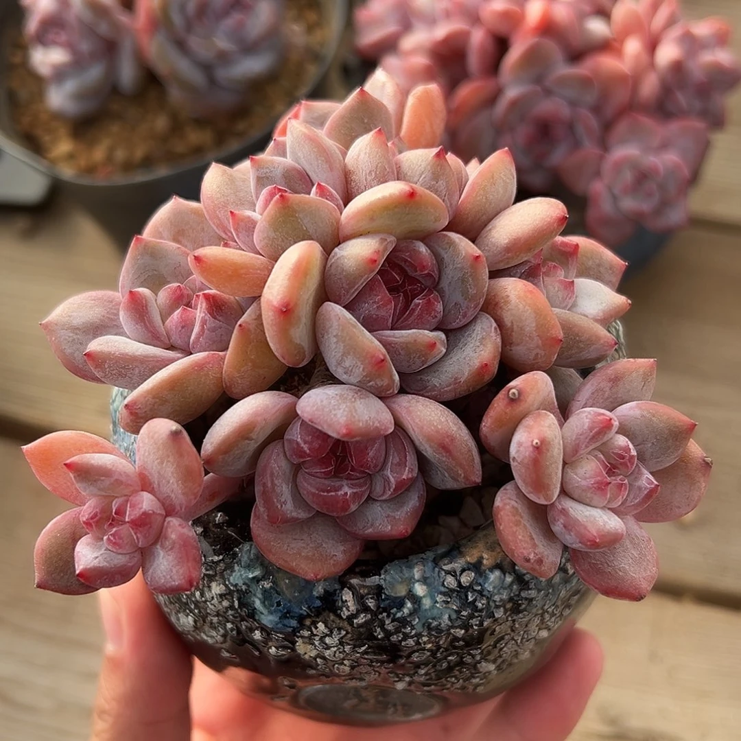 9头金控小脸自然群哈哈