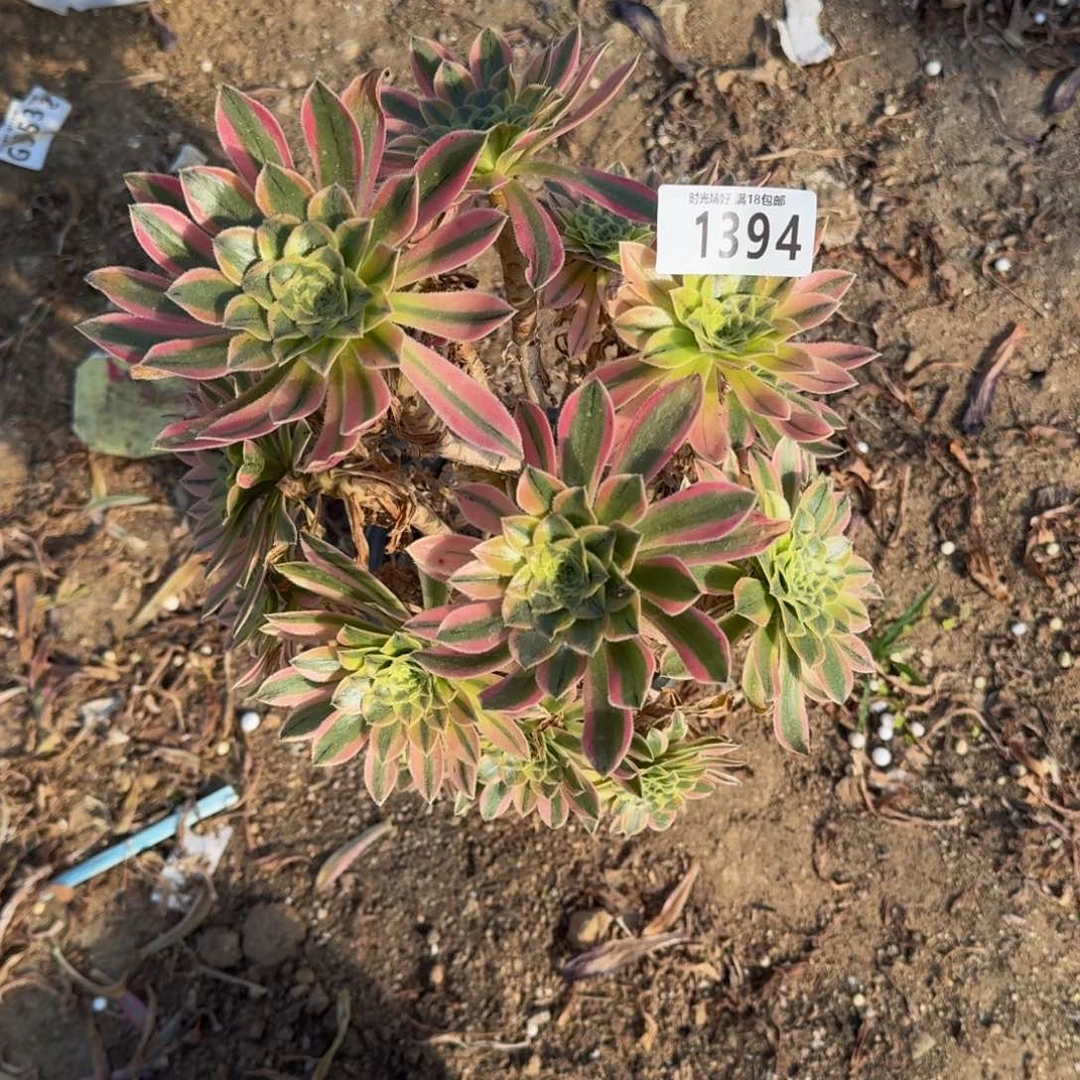 顺**然1394夕颜有伤不包损多肉