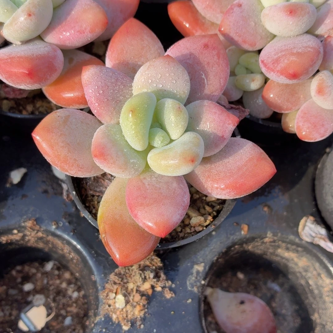 洛神多肉9.9包邮发货