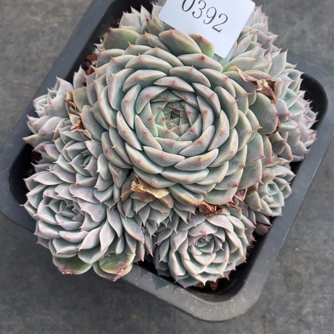 陌**开0392多肉多多多多多多