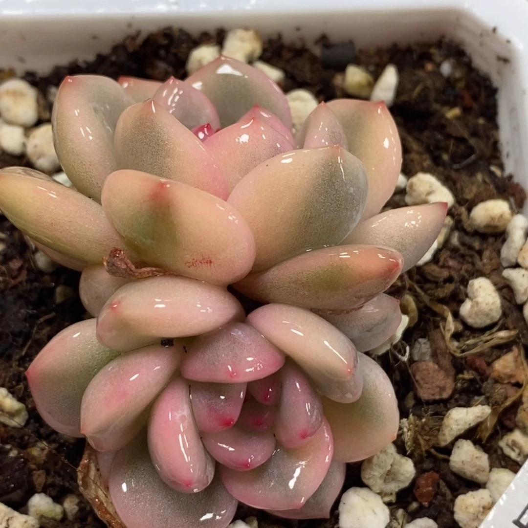 114梦露锦    小方花圃一物一拍