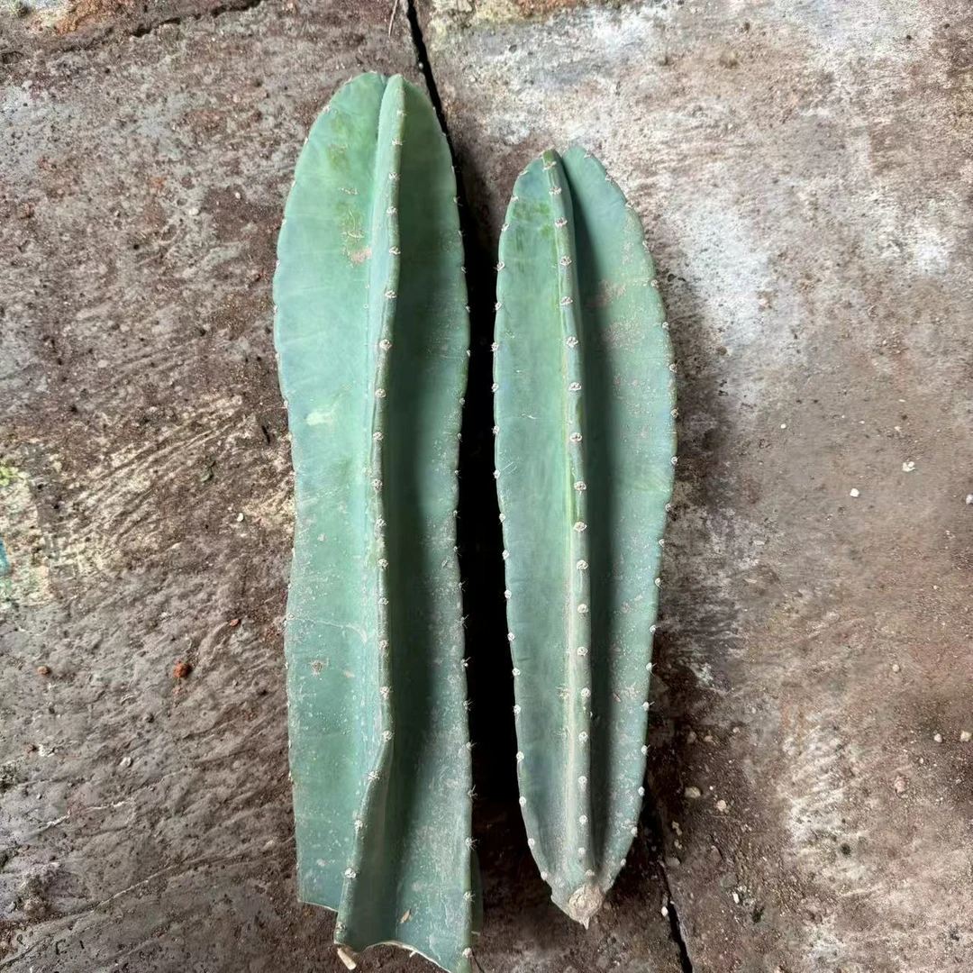 2颗无根量天尺高40-50cm 仙人球夏型种绿植盆栽桌面阳台办公