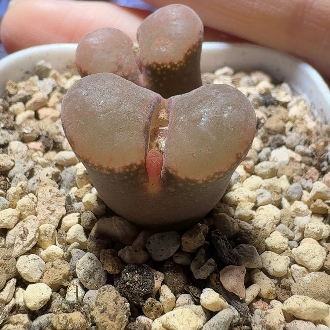 3 号双头风铃一物一拍