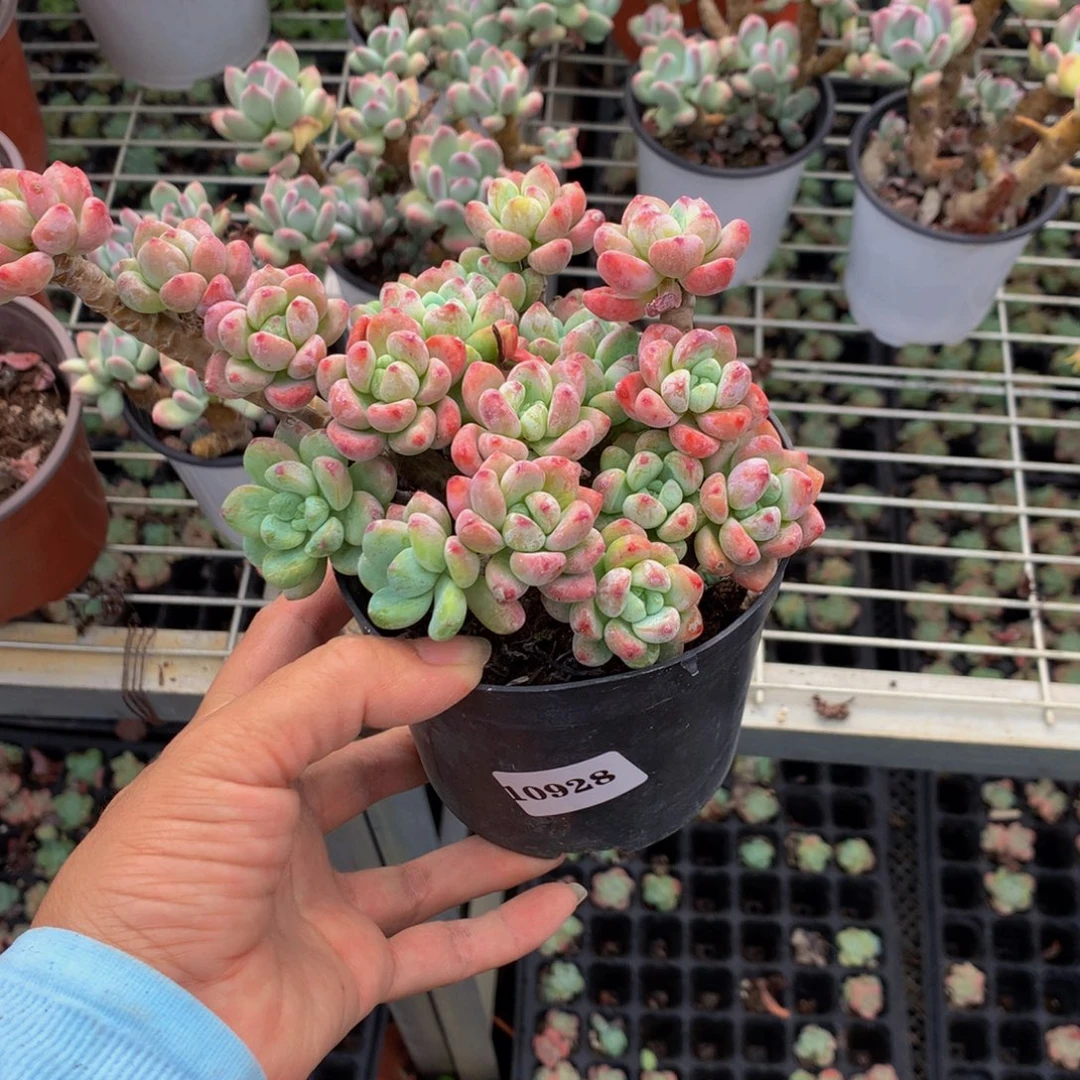 ****思10928洛奇嗯嗯嗯嗯嗯好