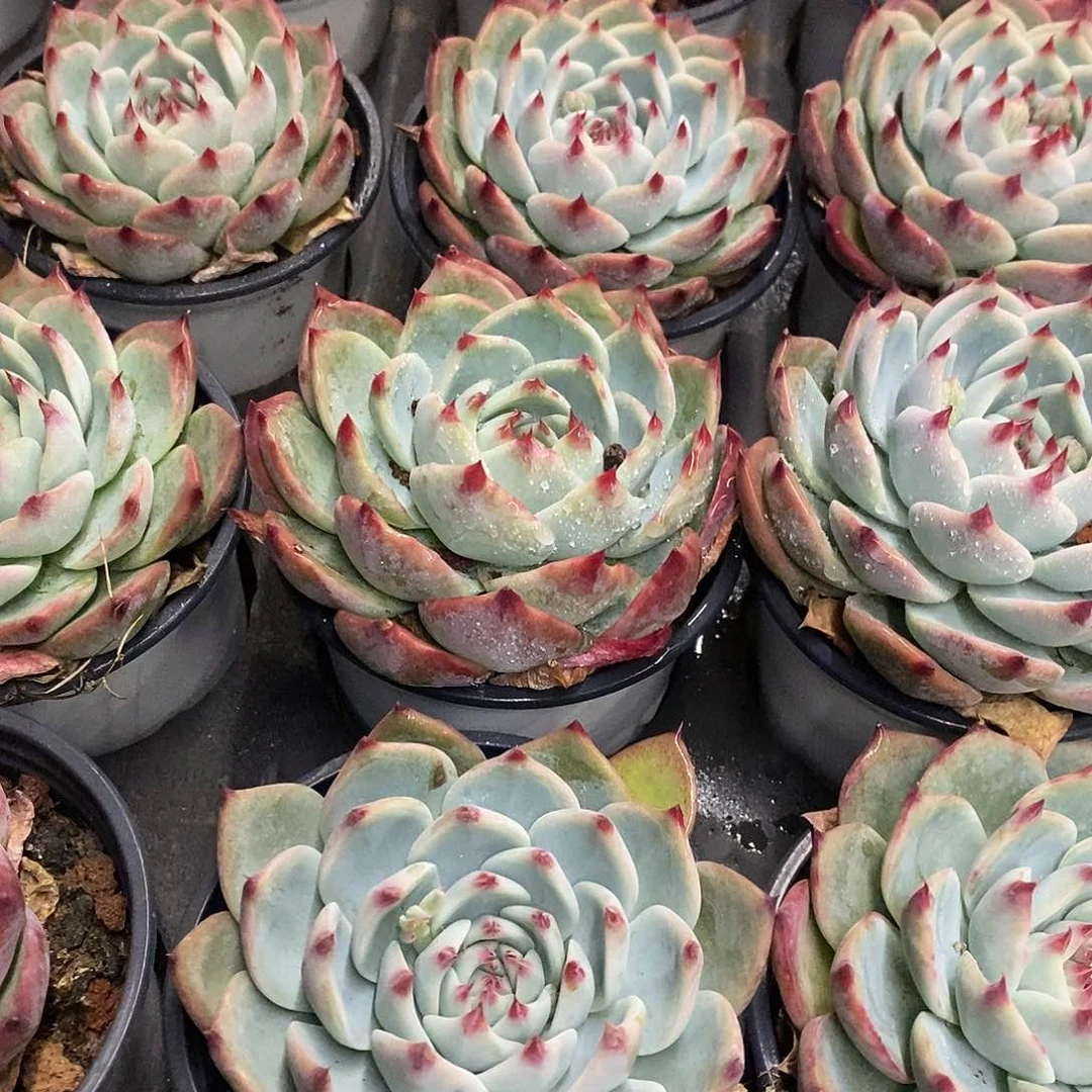 71。单头返祖惊鸿。福利多多