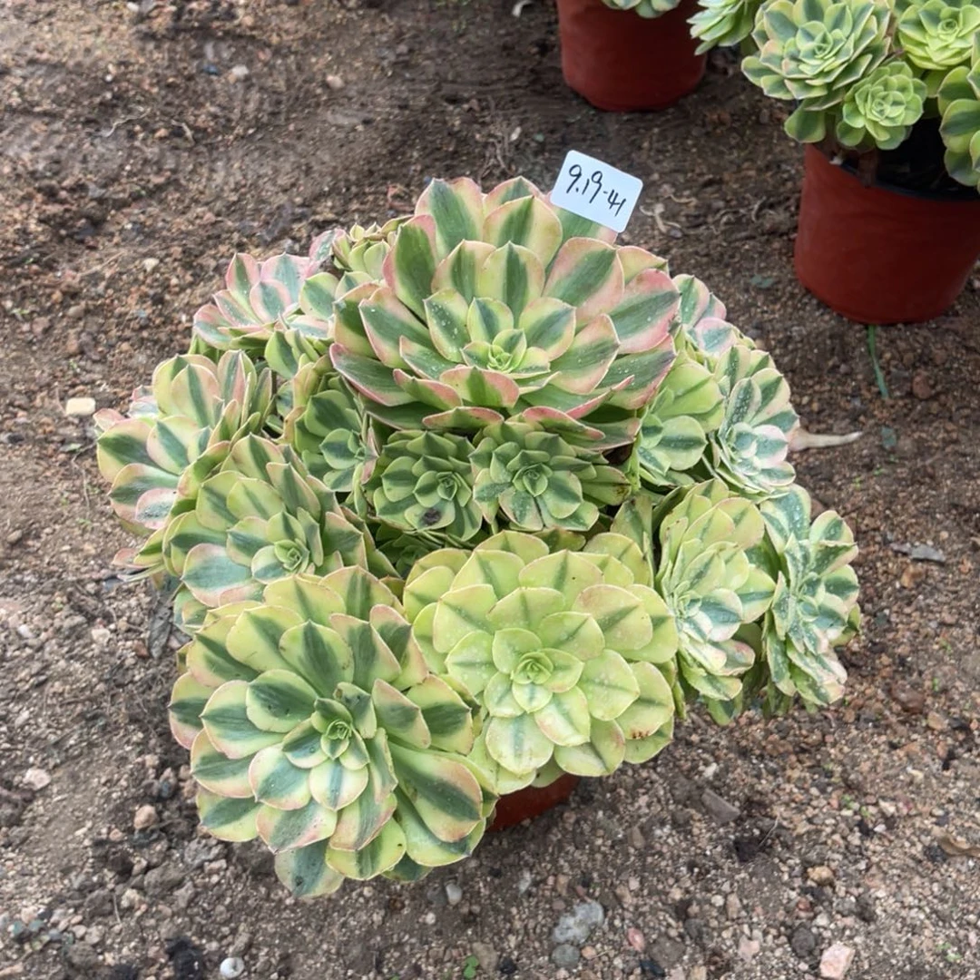 蜜***牛9-19-41雨荷法师锦多肉