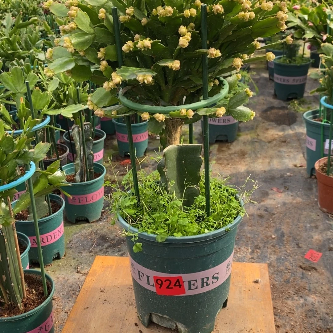 一***坊无花朵924嫁接028