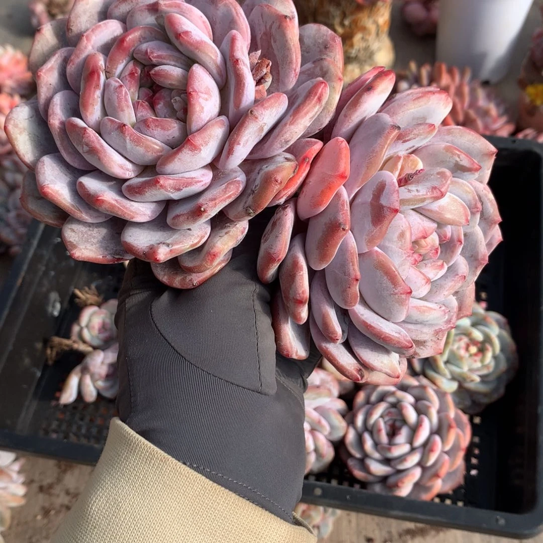 j***e哈哈哈哈哈哈哈哈