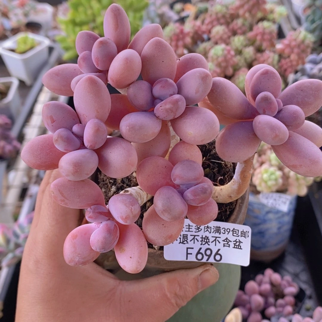 糖果桃蛋老桩11cm696多肉植物
