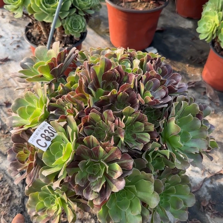欧诺拉……多肉植物……