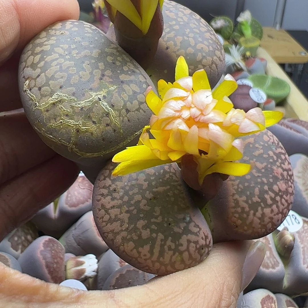 用****81186短根福利清11111111