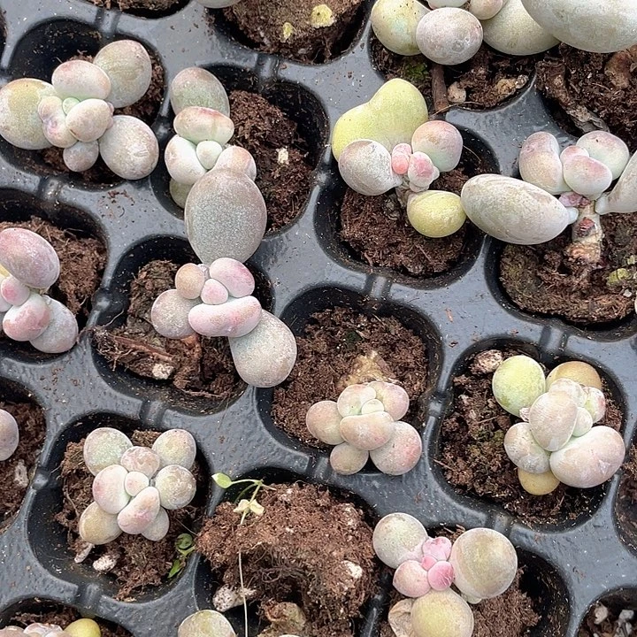 油煎奶穴盘随机发满18