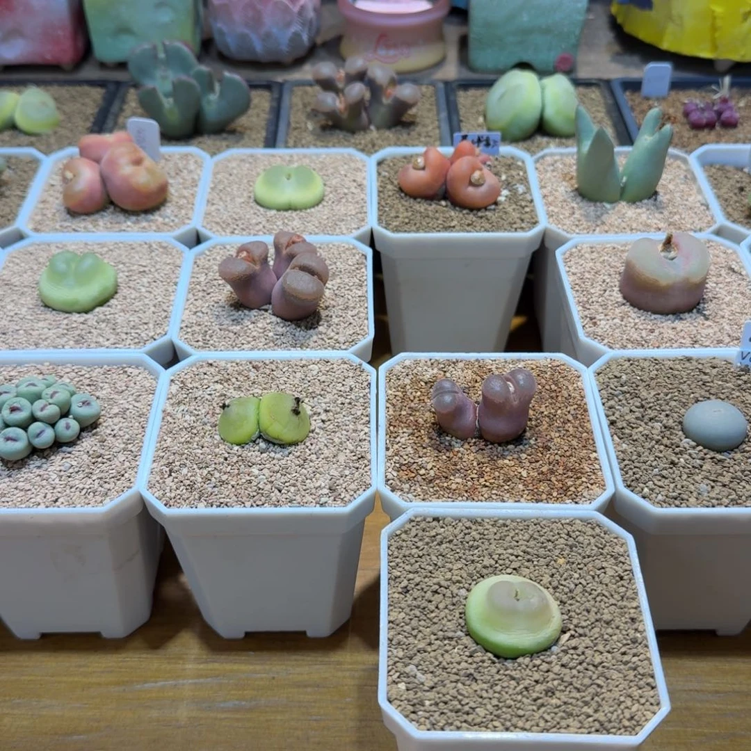 万***筒多肉多肉多肉万花筒90元