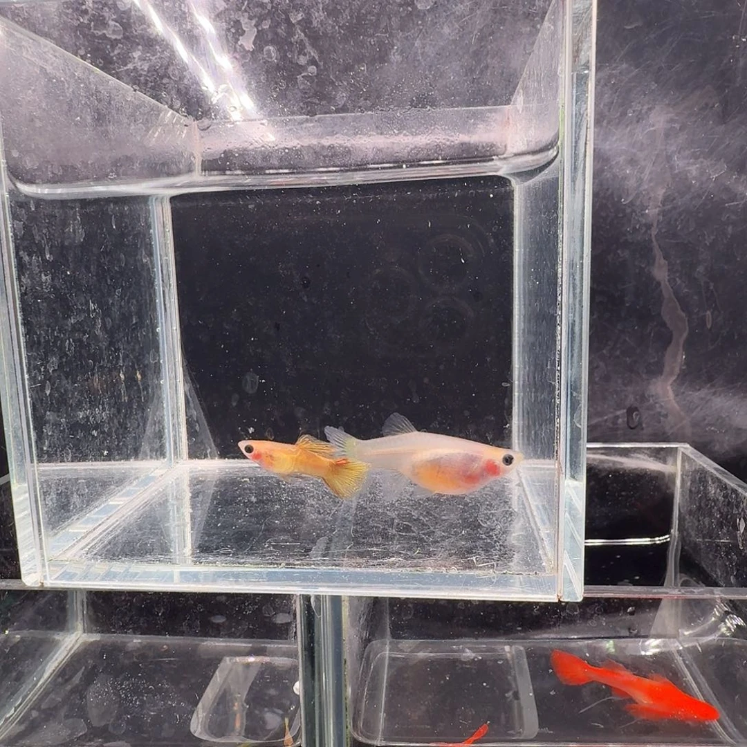 孔雀鱼黄金蕾丝玻璃猫1对