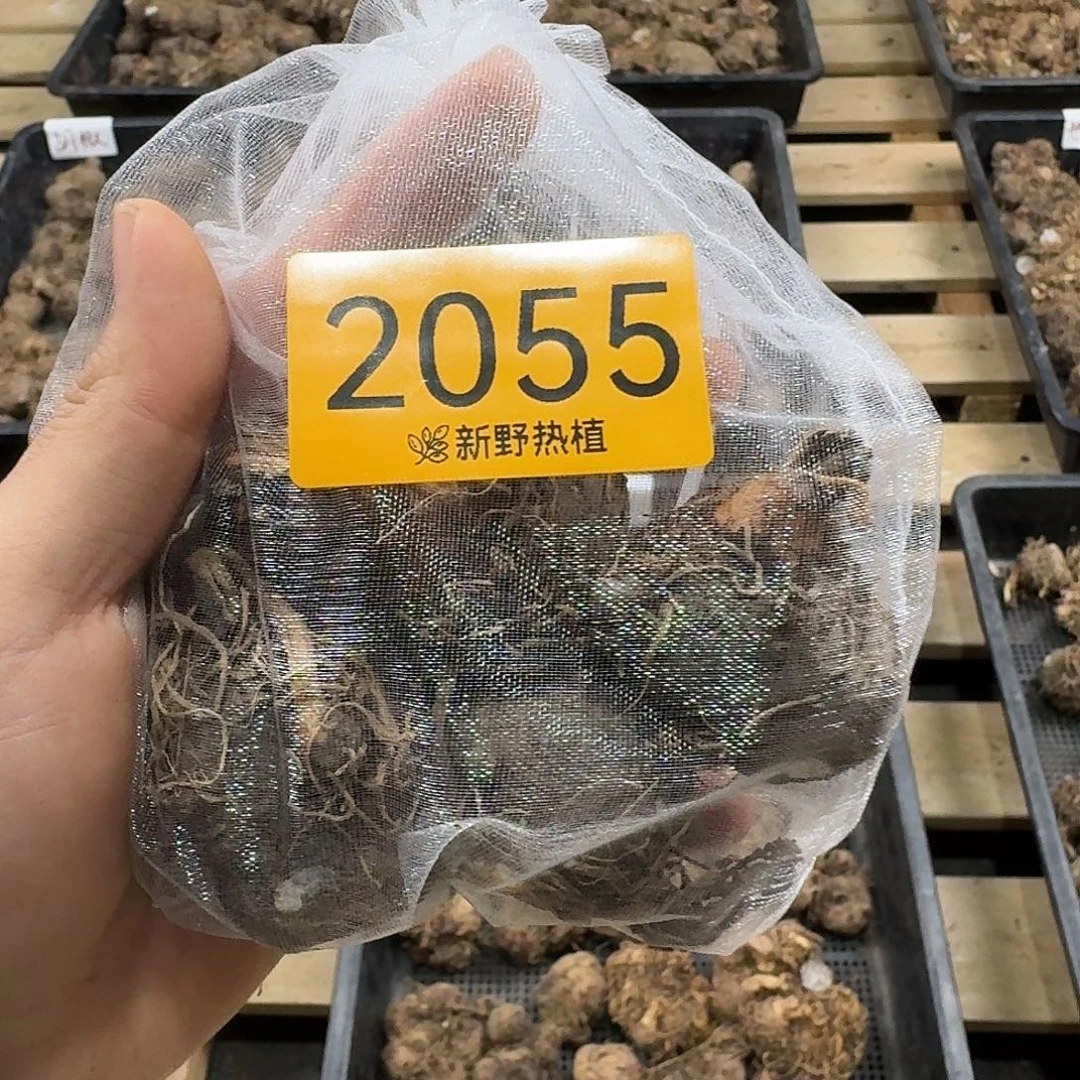 完全开放2055覆盆子裸球不售后