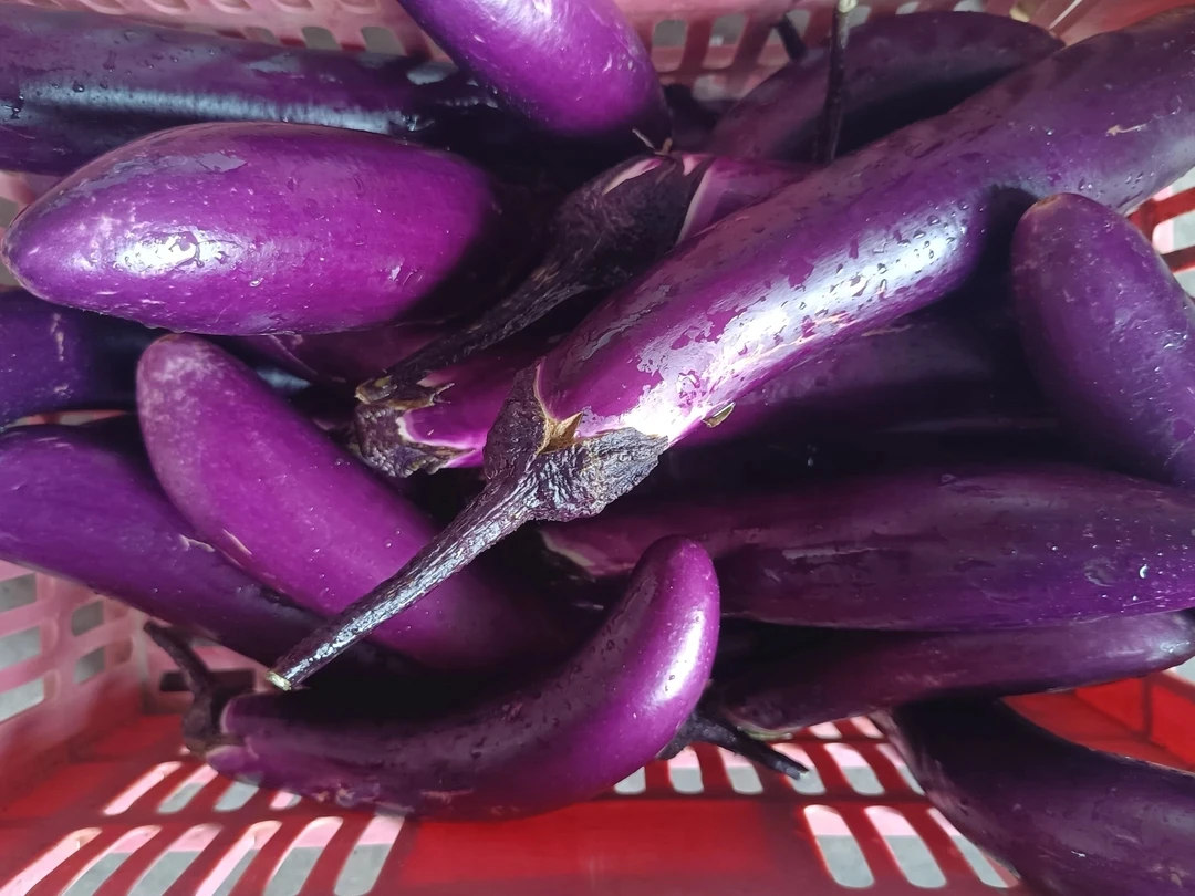 四川农户自种白玉茄烧烤茄子现摘现发